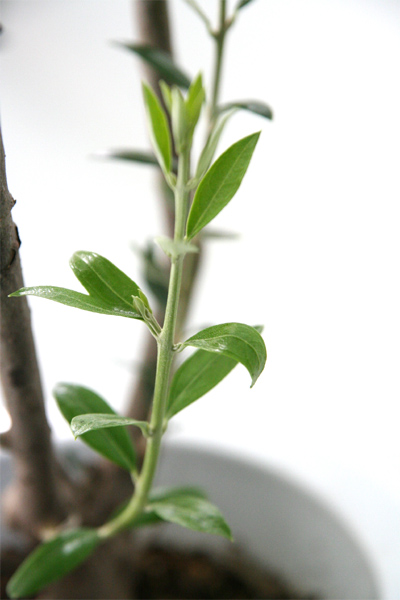 観葉植物オリーブの新芽/名古屋市内配達/全国宅配もお受けします