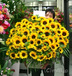 誕生日・開店祝いに贈るひまわりの特大フラワーギフト