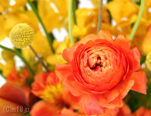 ラナンキュラスの花