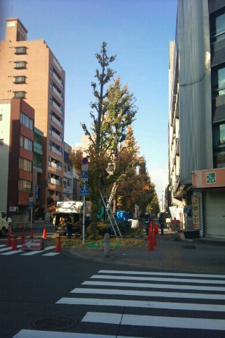 銀杏木の剪定/名古屋市中区丸の内2丁目