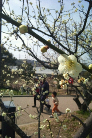 知多市・佐布里　梅の花