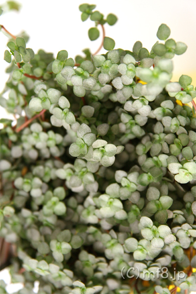 インテリアグリーン/観葉植物