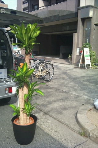 開店祝い/移転祝い/観葉植物/フラワーギフト/名古屋