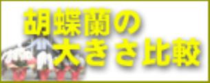 胡蝶蘭の大きさ比較