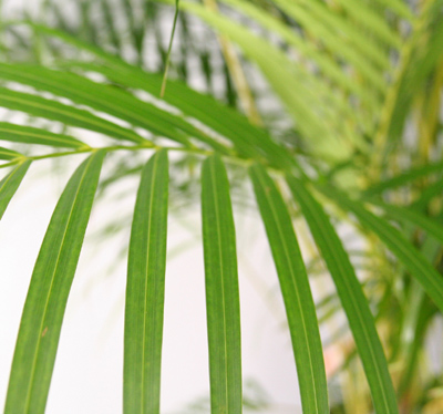 ユッカは枯れにくい丈夫な観葉植物です。