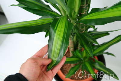 移転祝いに適したフラワーギフト・観葉植物・ジェレ