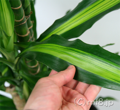 観葉植物の中でも比較的冬季に枯れにくいジェレ