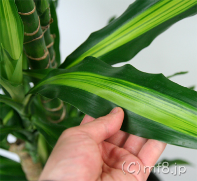 観葉植物の中でも比較的冬季に枯れにくいジェレ