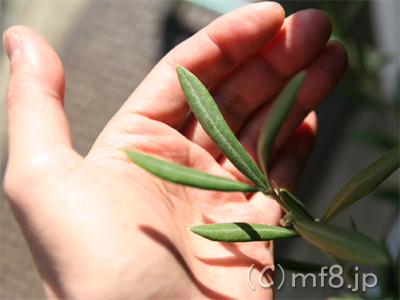 観葉植物・オリーブの木