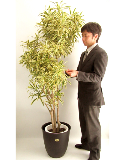 観葉植物・インディアナ