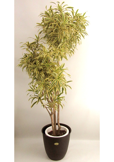 観葉植物/2万円クラス/インディアナ