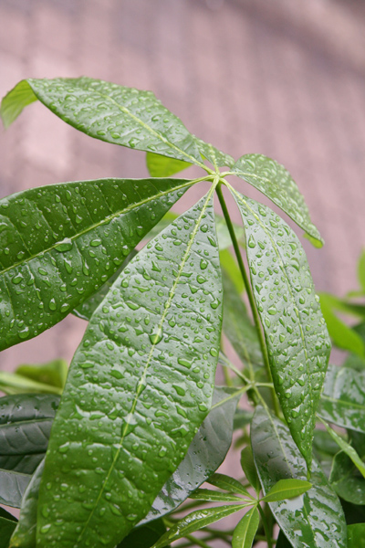 観葉植物・パキラの美しい葉