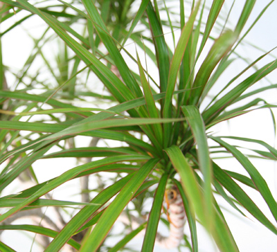 観葉植物・コンシンネの詳細写真