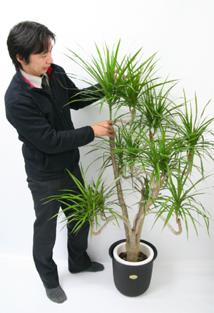 観葉植物・コンシンネのサイズ比較