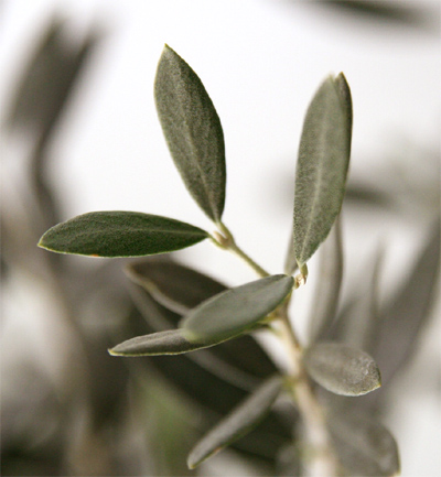 観葉植物・オリーブの葉