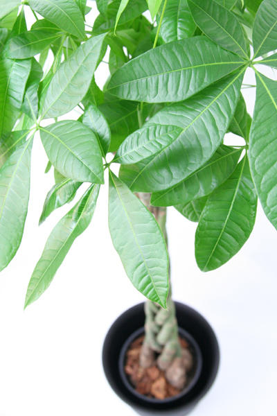 美しいパキラの葉/観葉植物