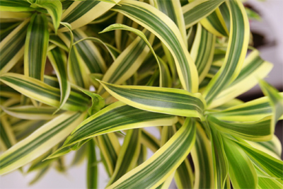 観葉植物/ユッカ・青年の木の詳細