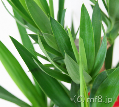 観葉植物・ユッカの宅配も行います。