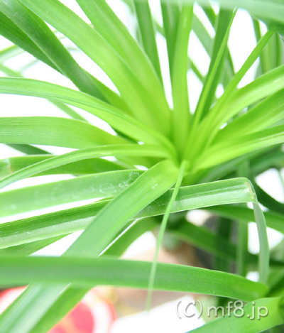 お祝いにお届けします観葉植物・ポニーテール