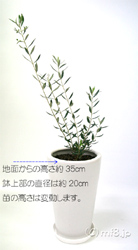 オリーブの木(陶器鉢入り)
