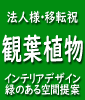 観葉植物/移転祝い/開業祝い