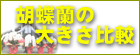 胡蝶蘭の大きさ比較