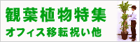 観葉植物/開業祝い/移転祝い