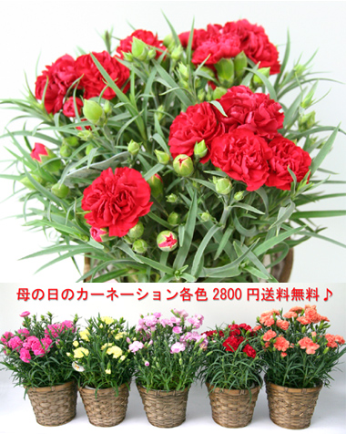 母の日の花ギフトをお届けいたします！