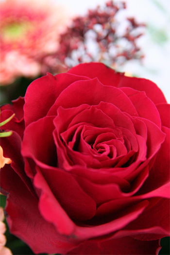 クリスマスの花といえば赤いバラ
